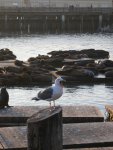 Pier 39 Sea Lions (3)