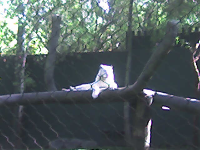 Secret Garden Kitty (1)
