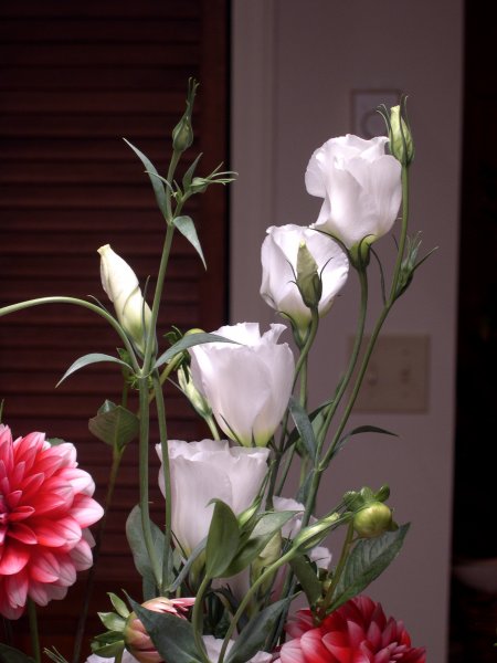 the cool white flower