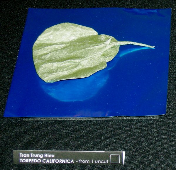 Torpedo Californica