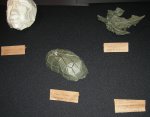 Mask, Mouse and Leaf