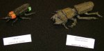Firefly and Ground Beetle (Scarites Aterrimus)