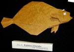 Righteye Flounder