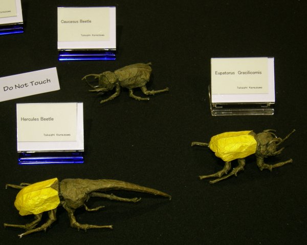 Hercules, Caucasus, and Eupatorus Gracilicornis Beetles
