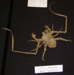 Whip Spider