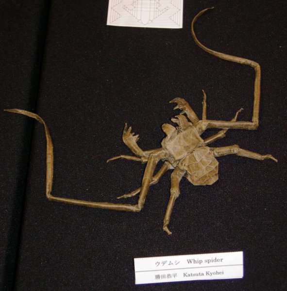 Whip Spider