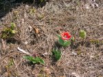 a tulip blooming