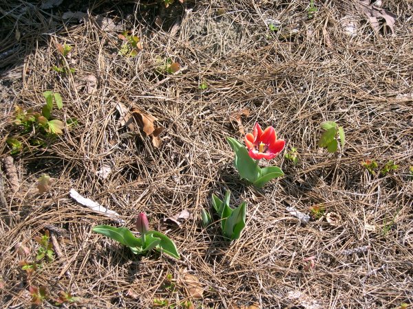 a tulip blooming