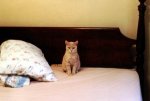 Puff as a kitten (1)