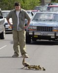 ducks