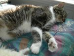 Squeak Conked Out (2)