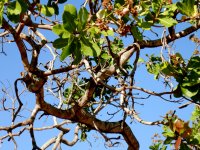 an interesting tree at the park (2)