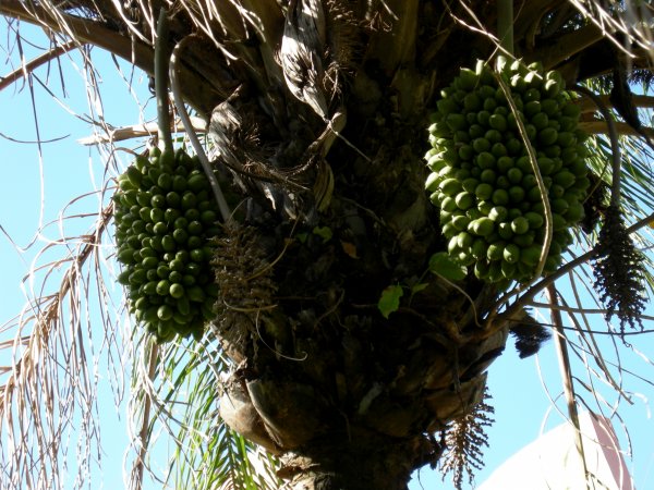 parasitic fig on a palm tree