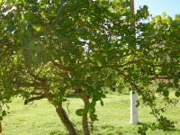 Cashew Tree