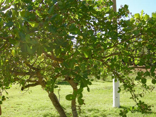 Cashew Tree