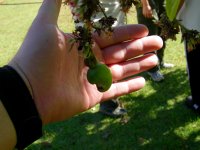 caju (cashew) tree
