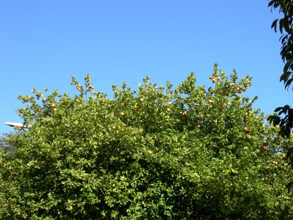lime tree - people in the park make drinks from the fruit on the weekend