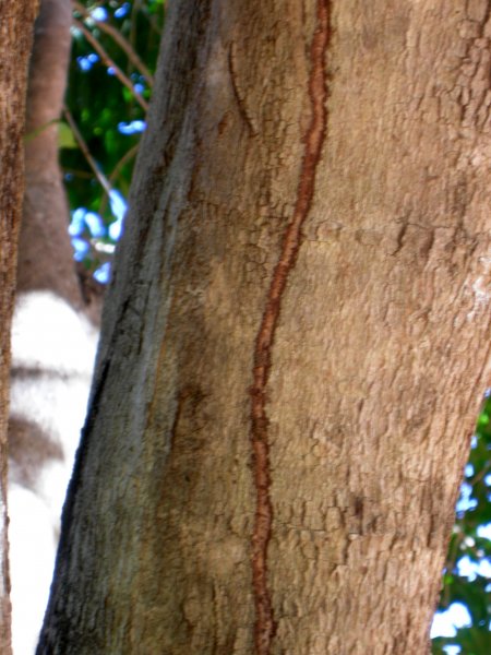 termite trail in the bark of a tree - ants use it as a highway