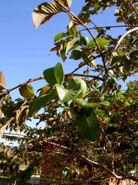 Santol (Sandoricum koetjape) tree