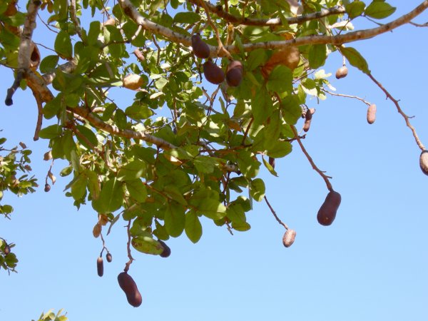 Jatobá tree (Hymenaea courbaril)