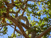 more white woodpeckers