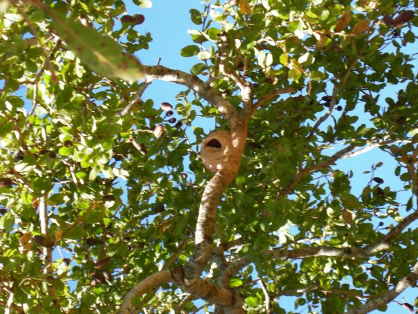 ovenbird nest (Furnarius rufus)
