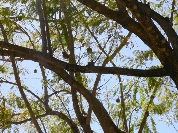 ovenbird in a tamarind tree
