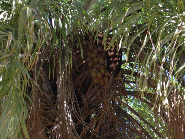 palm tree