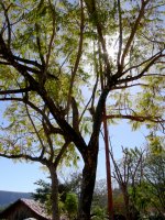 they use the wood of this tree to make guitars