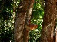 The bird feeder had a lot of tanagers flitting around.