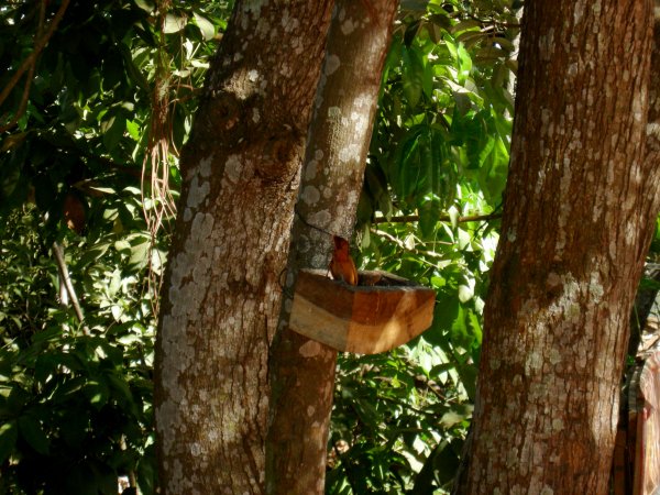 The bird feeder had a lot of tanagers flitting around.