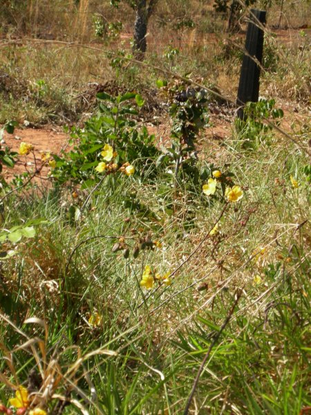 pretty yellow flowers in the scrub at the side of the road