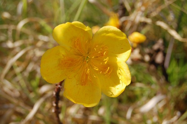 a nice close-up of the flowers