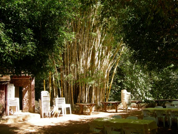 bamboo growing by the patio area near the lagoon
