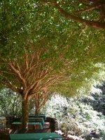 ficus tree with very dense limbs