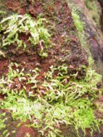 more fern-like growths