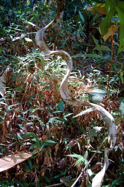 a strange twisty vine
