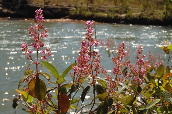 flowers by the side of the river