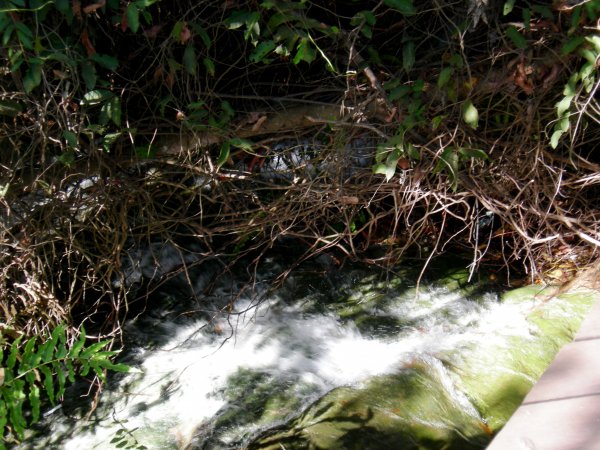 a waterfall runs out from the pool