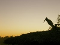 Day 4: Pantanal Day Trip