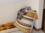 021. Molly on a Pillow