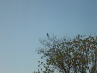 snail kite (Rostrhamus sociabilis)