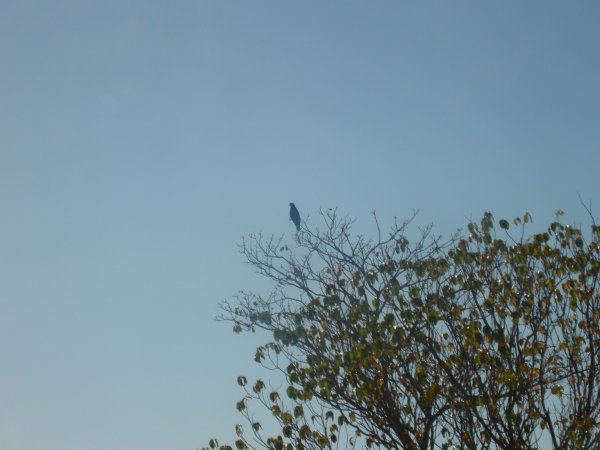 snail kite (Rostrhamus sociabilis)