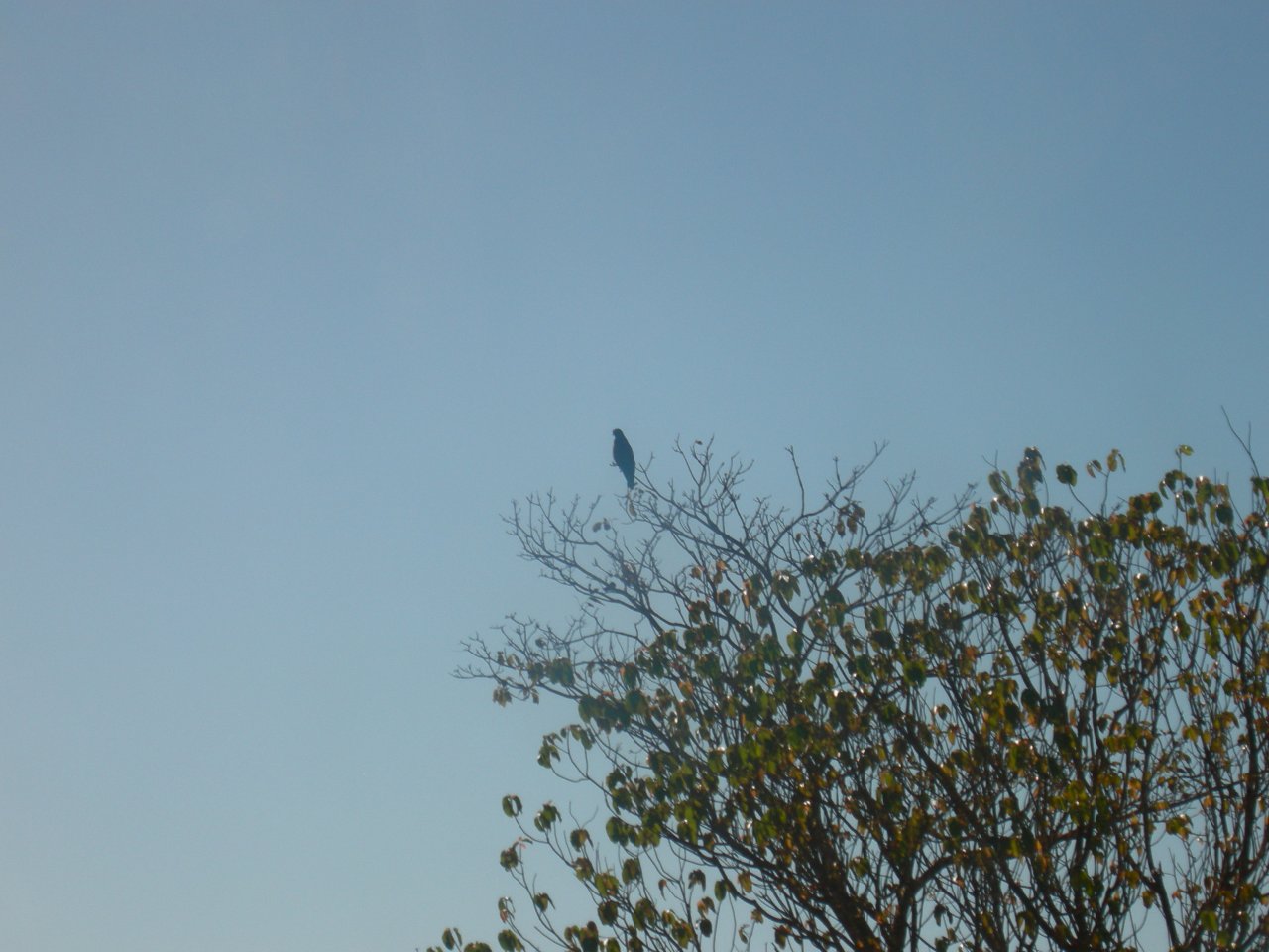snail kite (Rostrhamus sociabilis)