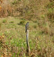 closer snail kite (Rostrhamus sociabilis)