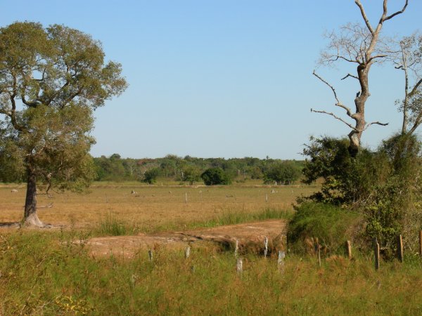 Pantanal landscape