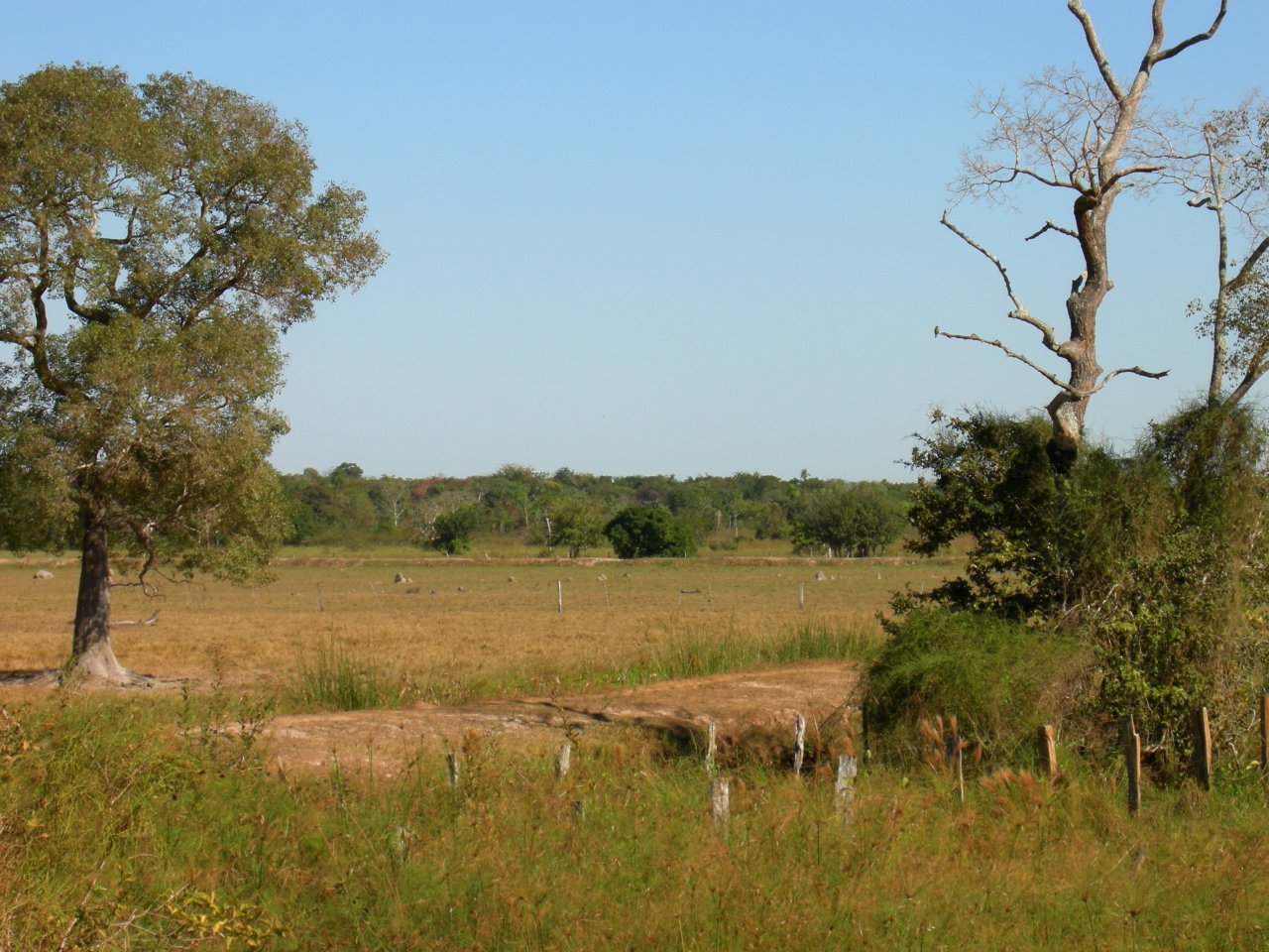 Pantanal landscape