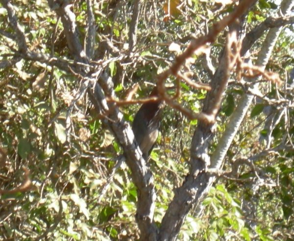 a tiger heron deep in the brush