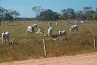 cattle with egrets