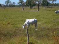 cattle, with cattle egrets